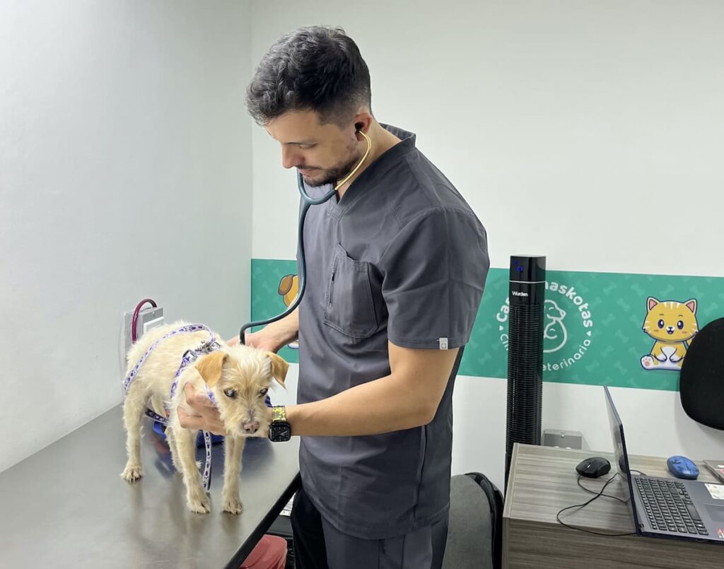Endocrino veterinario