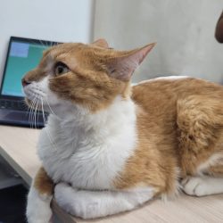 Garfield