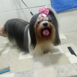 Susy DespuÃ©s
